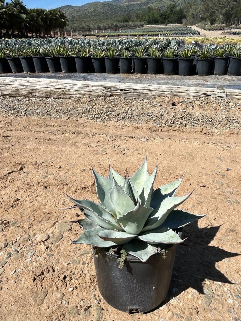 Photo for Agave ovatifolia 'Frosty Blue' (Frosty Blue Whale's Tongue Agave)