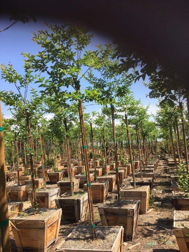 Photo for Lagerstroemia indica x fauriei 'Muskogee' (Standard) (Muskogee Crape Myrtle)