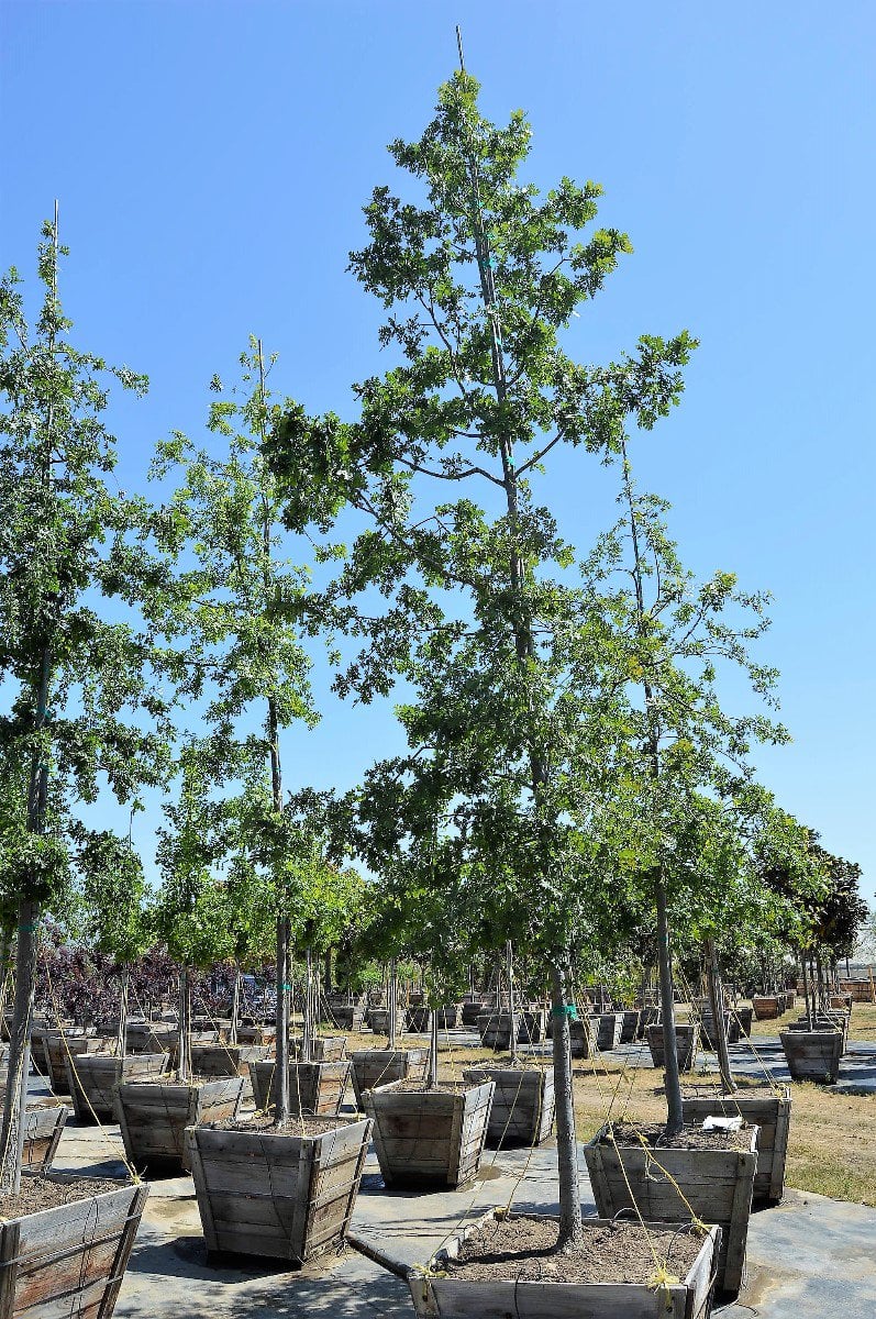 Photo for Quercus lobata (Valley Oak)