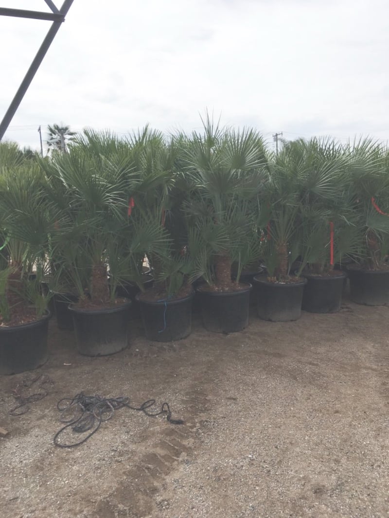Photo for Chamaerops humilis (Mediterranean Fan Palm)