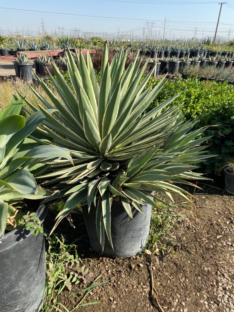 Photo for Agave angustifolia (Caribbean Agave)