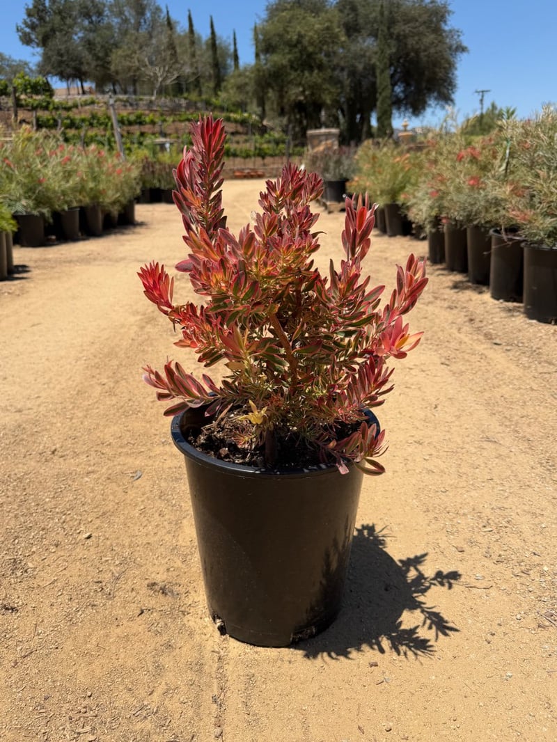 Photo for Leucadendron 'Jester' (Jester Conebush)