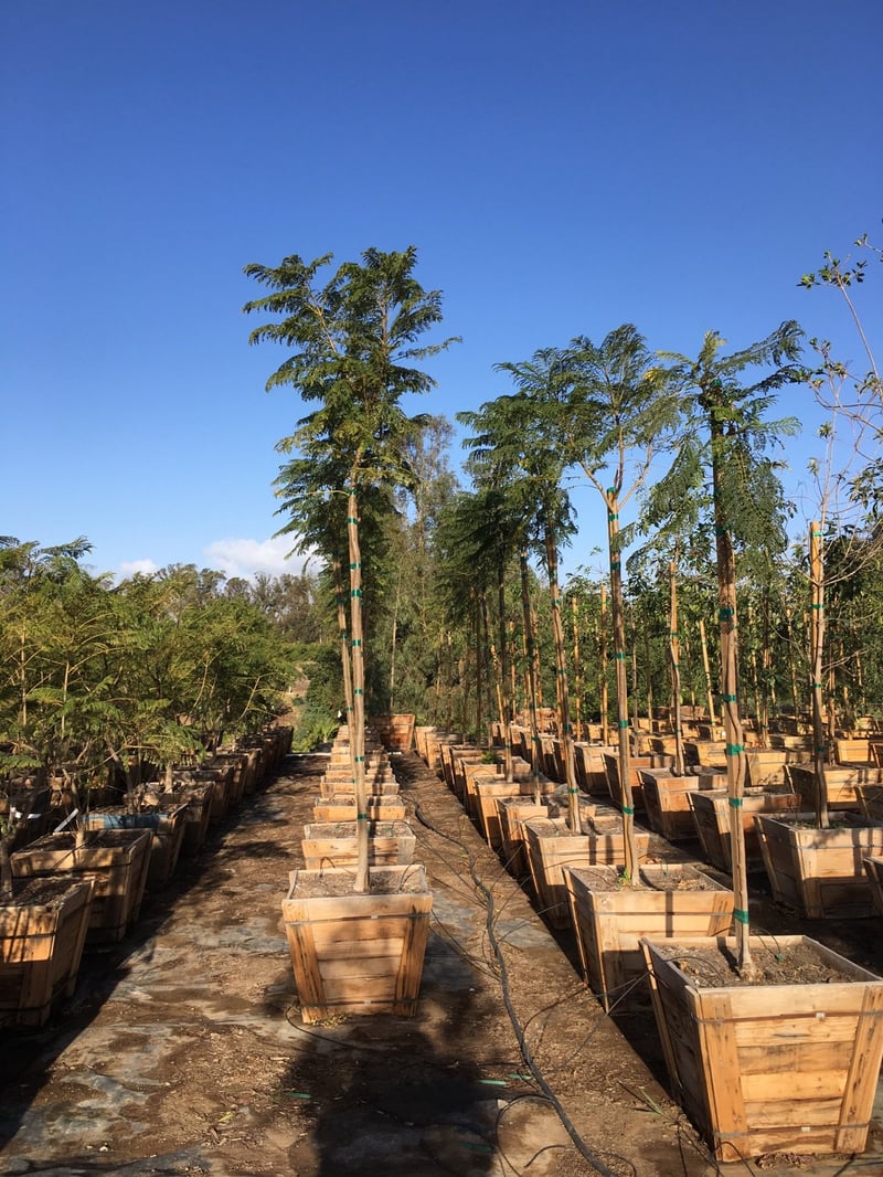 Photo for Jacaranda mimosifolia (Jacaranda)