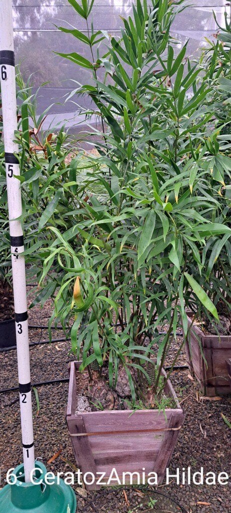 Photo for Ceratozamia hildae (Bamboo Cycad)