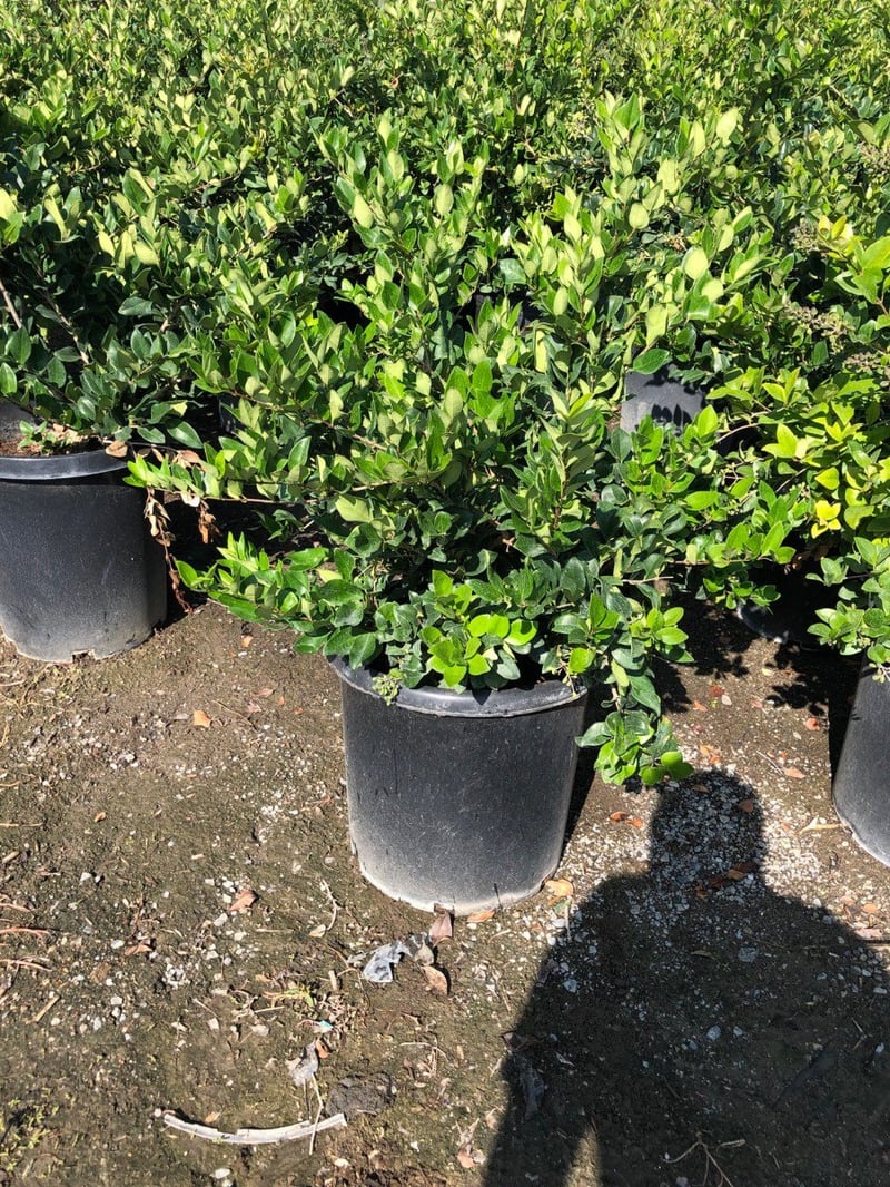 Photo for Ligustrum japonicum 'Texanum' (Waxleaf Privet)
