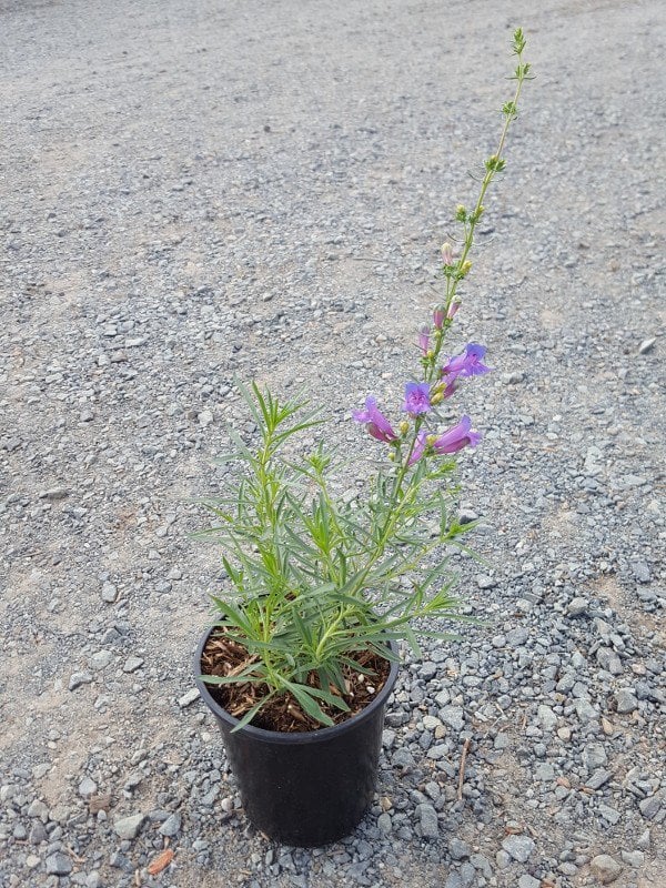 Photo for Penstemon heterophyllus (Foothill Penstemon)