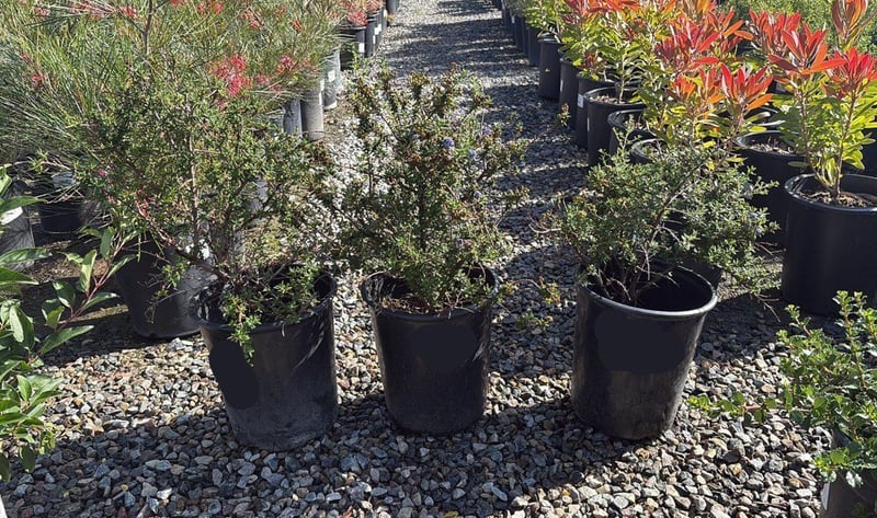Photo for Ceanothus 'Julia Phelps' (Small Leaf Mountain Lilac)