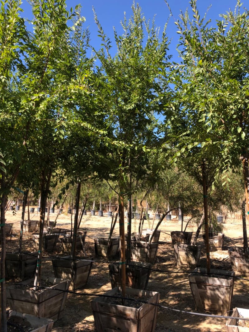 Photo for Ulmus parviflora (Chinese Elm)