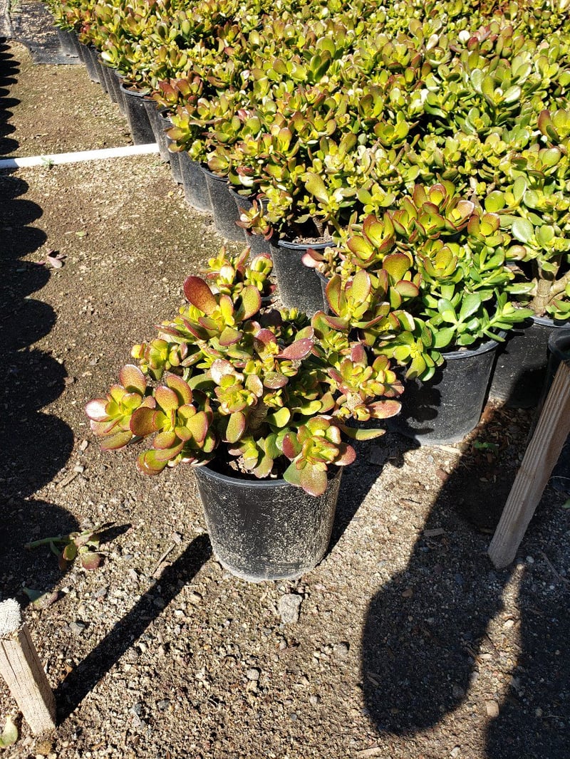 Photo for Crassula ovata 'Crosby's Dwarf' (Crosby's Dwarf Jade Plant)