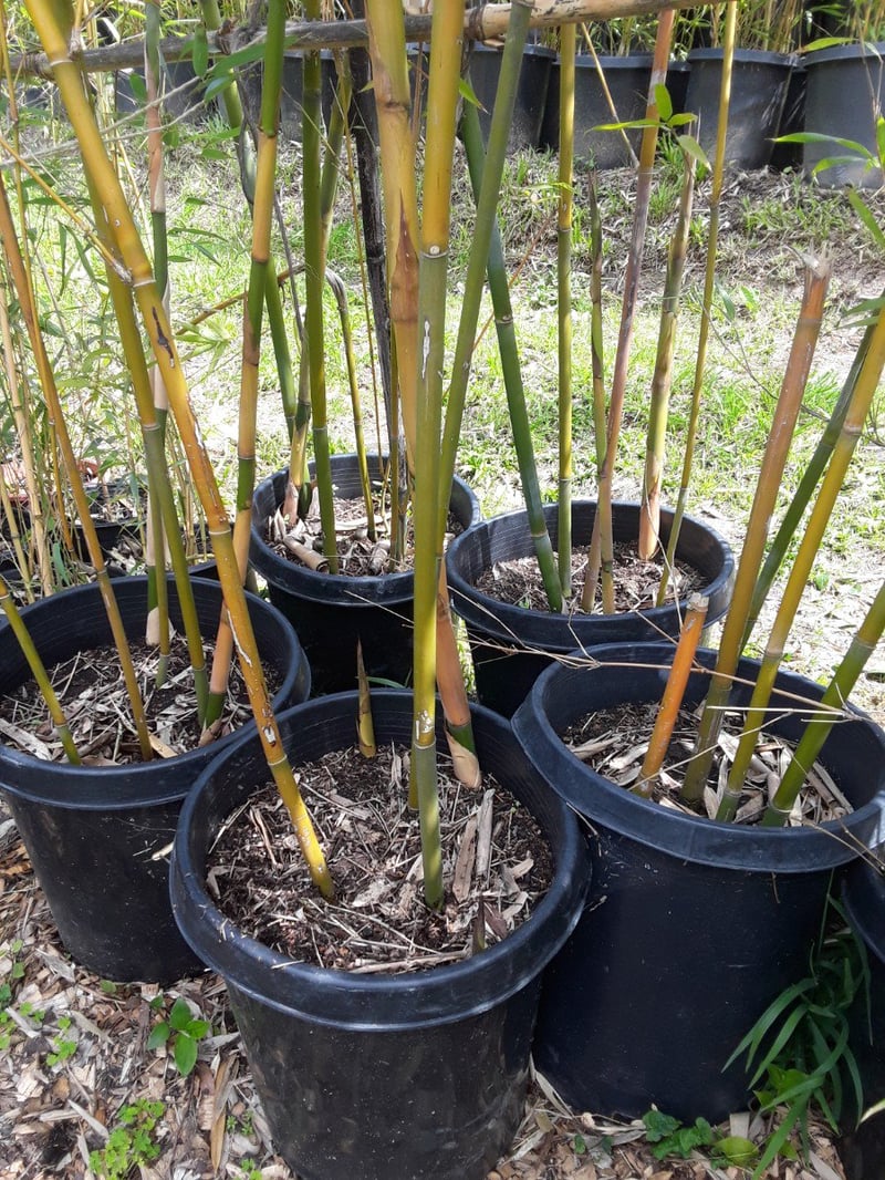 Photo for Bambusa textilis (Weaver's Bamboo)