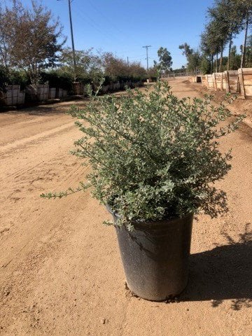 Photo for Westringia fruticosa 'Grey Box' (Grey Box Dwarf Coast Rosemary)