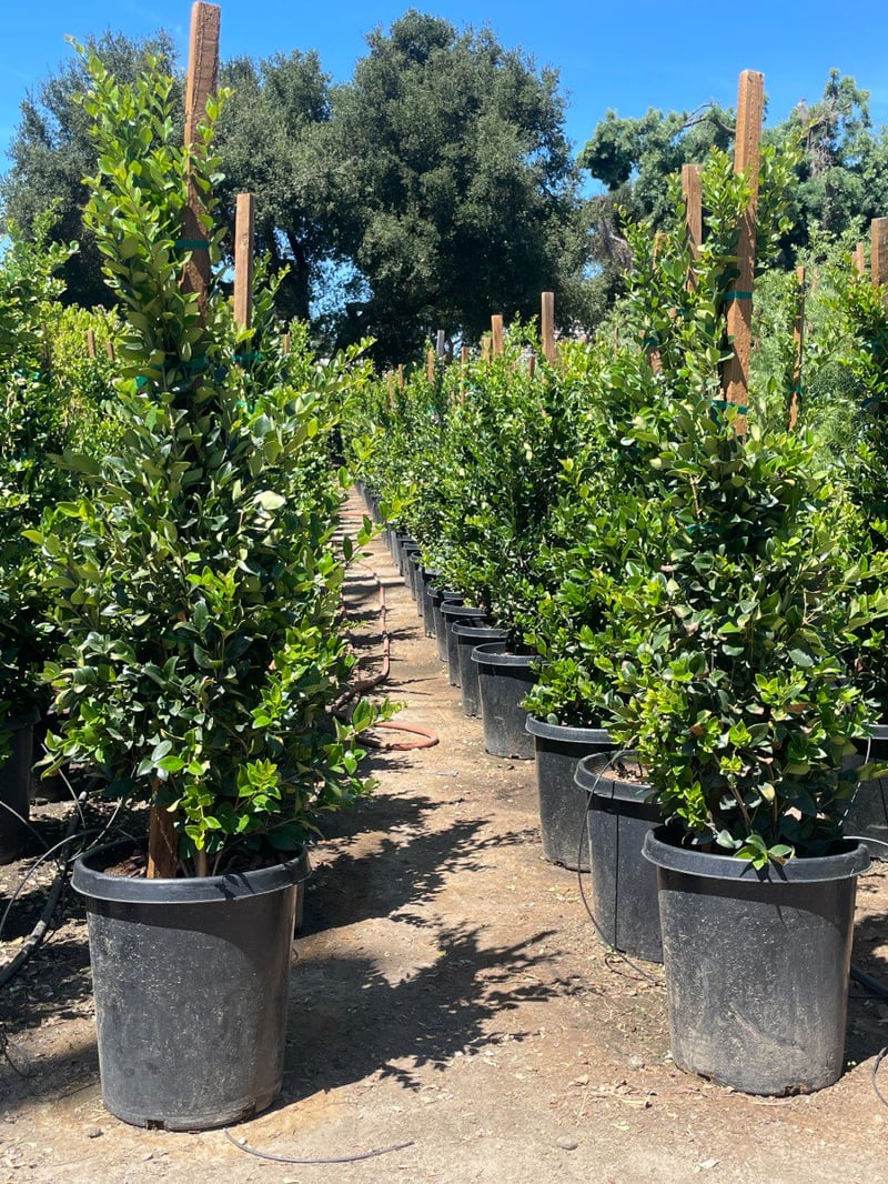 Photo for Ligustrum japonicum 'Texanum' (Hedge) (Waxleaf Privet)