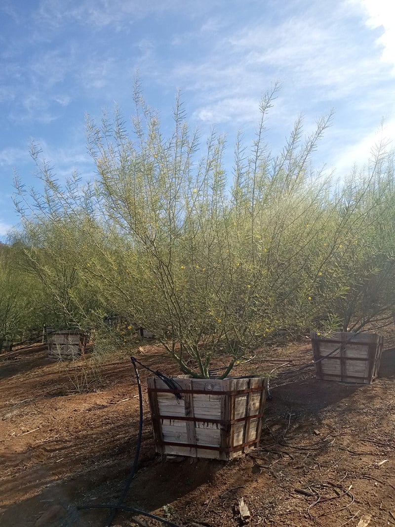 Photo for Cercidium 'Desert Museum' (Multi) (Desert Museum Palo Verde)