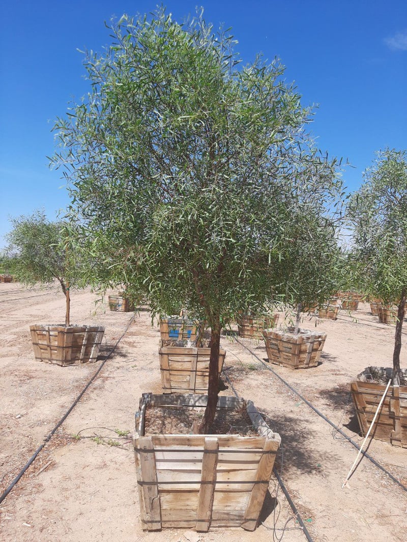 Photo for Acacia salicina (Standard) (Willow Acacia)