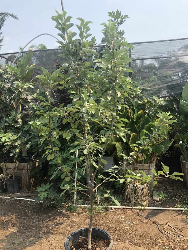 Photo for Malus domestica 'Dorsett Gold' (Dorsett Gold Apple Tree)