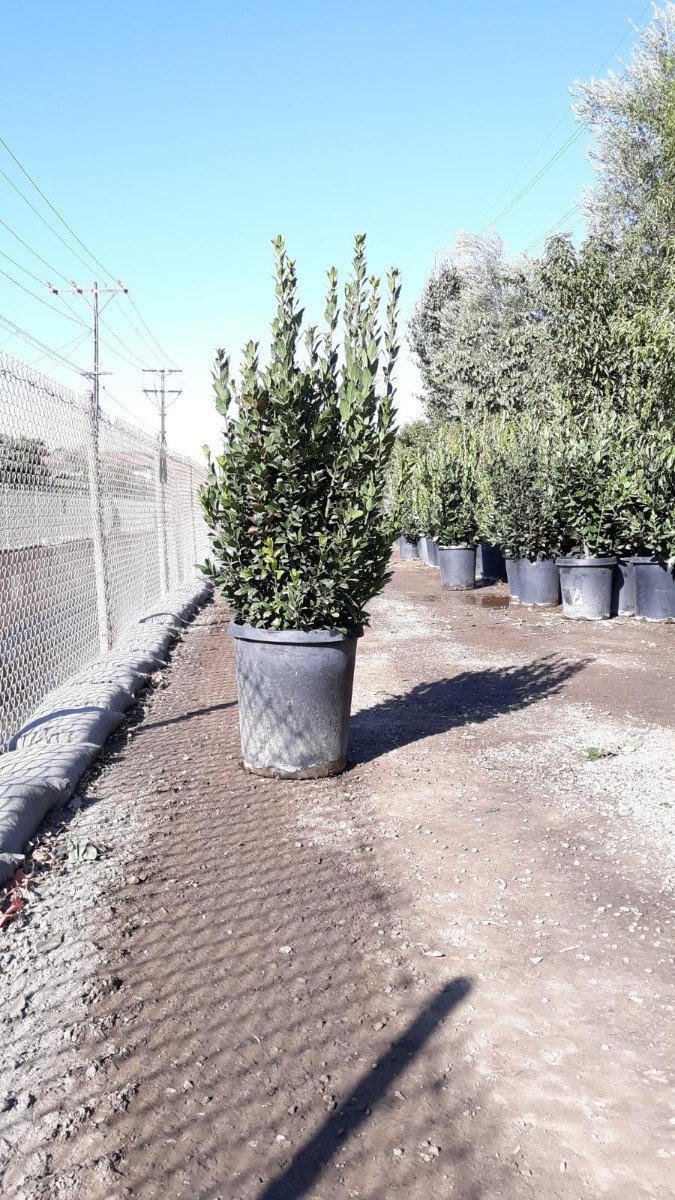 Photo for Laurus nobilis (Column) (Sweet Bay)
