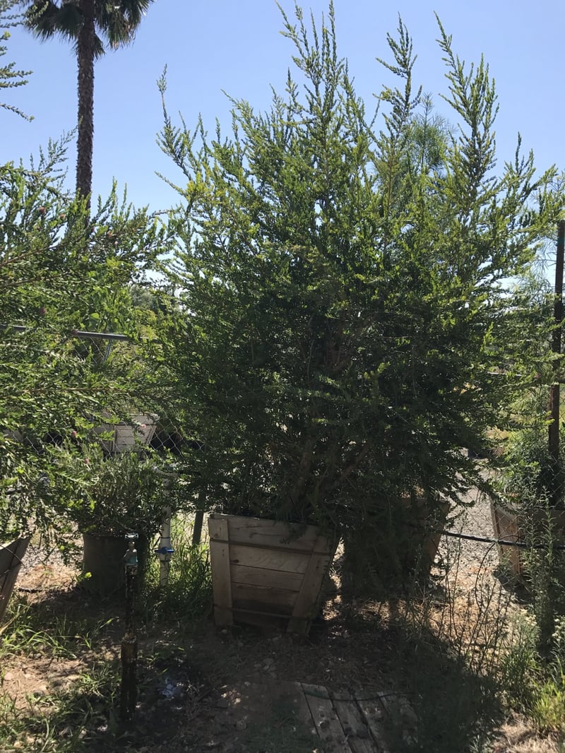 Photo for Melaleuca nesophila (Multi) (Pink Melaleuca)