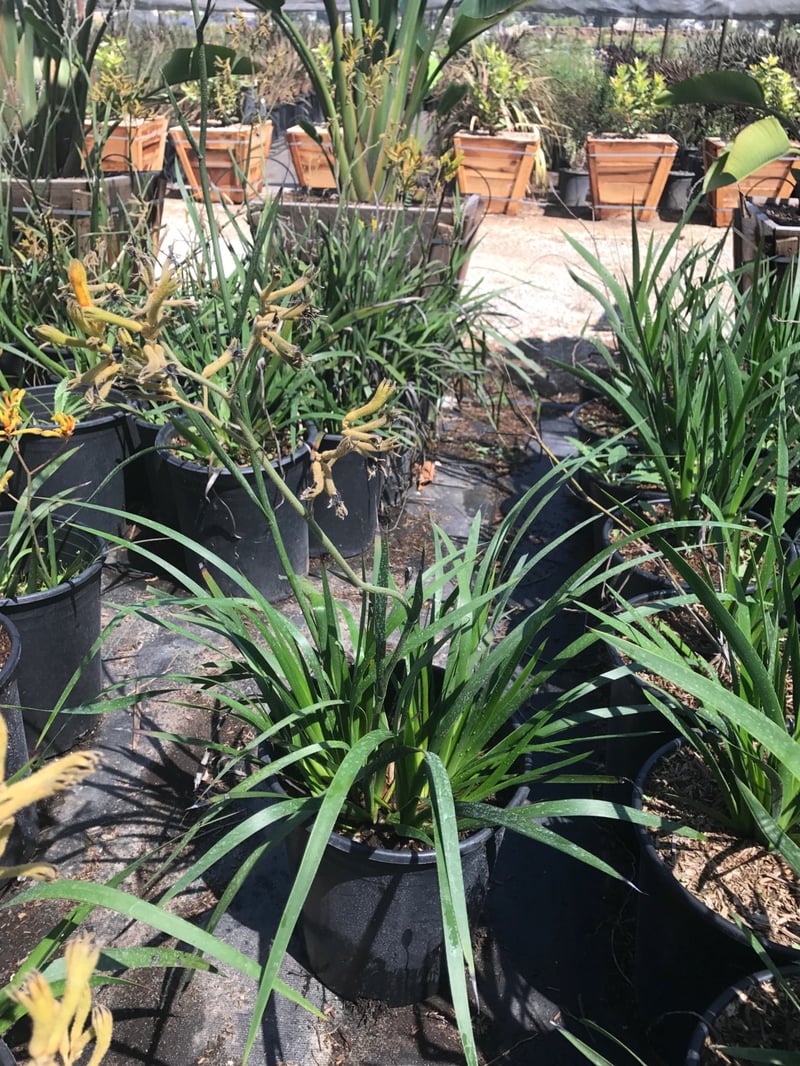 Photo for Anigozanthos (yellow) (Yellow Kangaroo Paw)