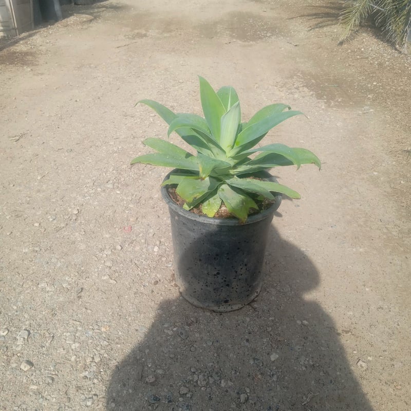 Photo for Agave attenuata (Fox Tail Agave)