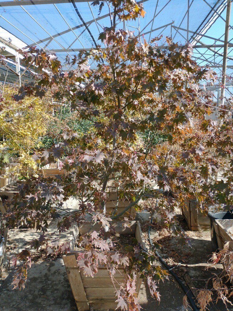 Photo for Acer palmatum 'Bloodgood' (Multi) (Bloodgood Japanese Maple )