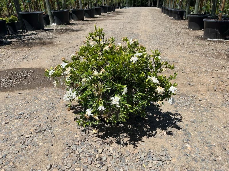 Photo for Gardenia jasminoides 'Radicans' (Dwarf Gardenia)