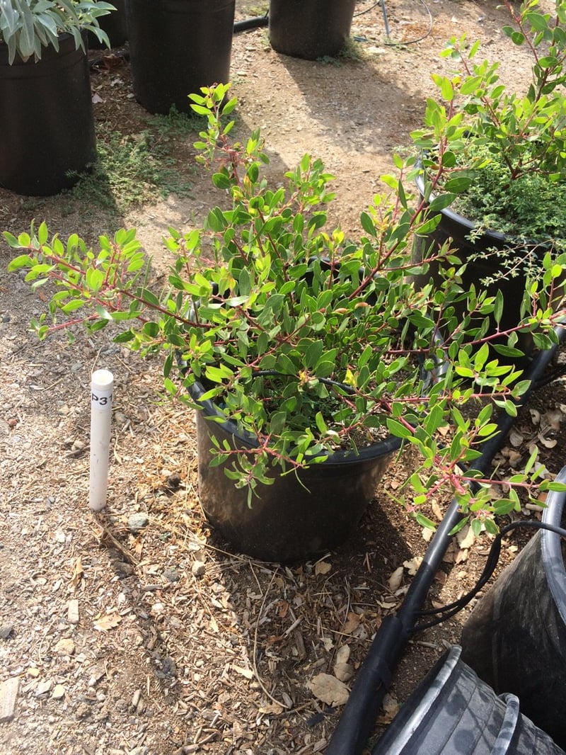 Photo for Arctostaphylos densiflora 'Howard Mcminn' (Howard McMinn Manzanita)