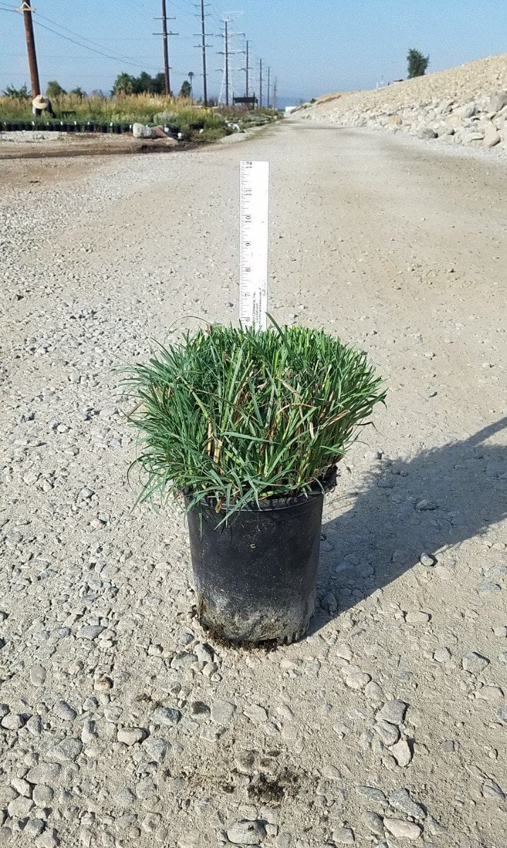 Photo for Carex flacca (c. glauca) (Blue Sedge)