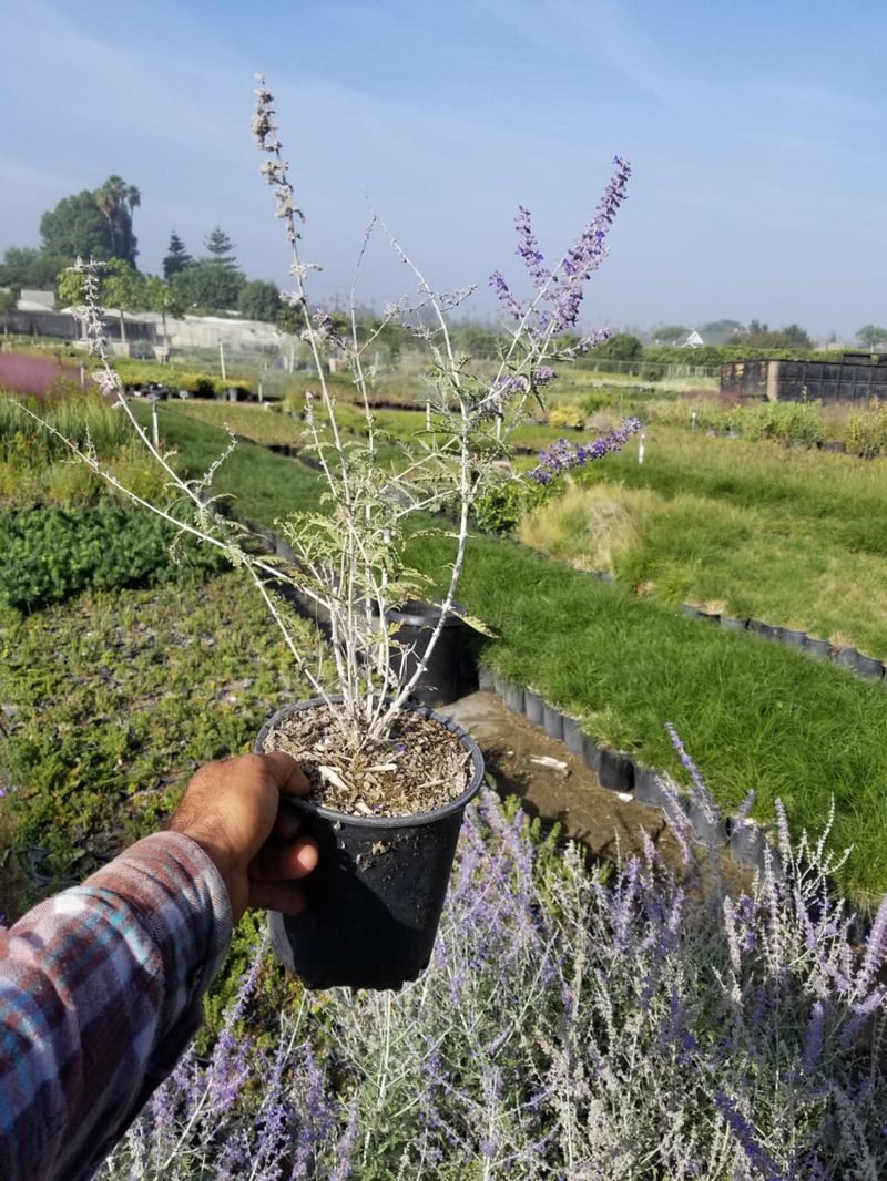 Photo for Perovskia atriplicifolia (Russian Sage)