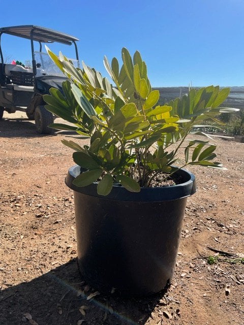 Photo for Zamia furfuracea (Sago Cycas, Cardboard Palm)