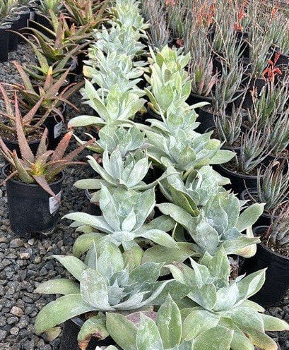 Photo for Dudleya pulverulenta (Chalk Liveforever)