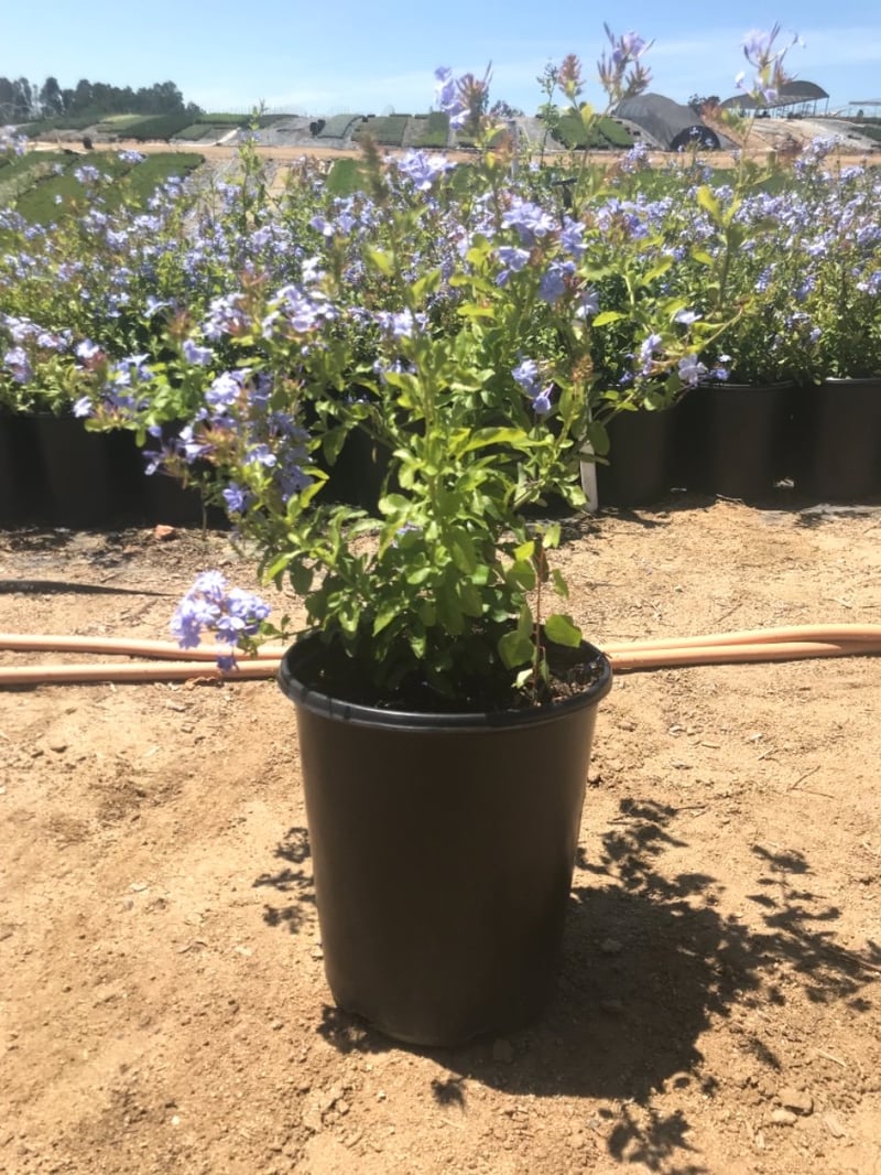 Photo for Plumbago auriculata 'Imperial Blue' (Blue Cape Plumbago)