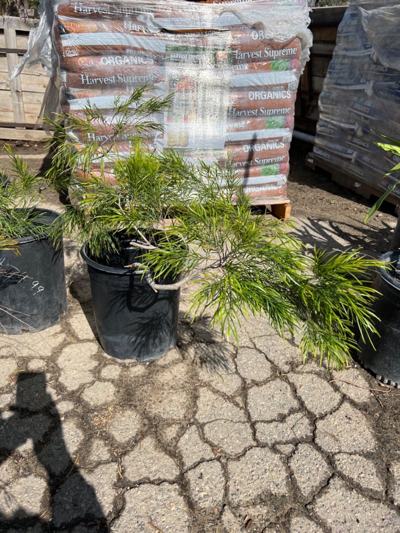 Photo for Acacia cognata 'Cousin Itt' (Little River Wattle)