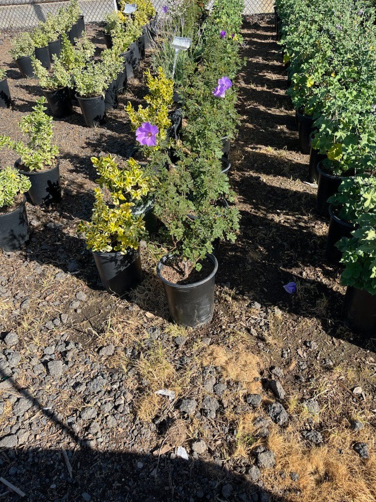 Photo for Alyogyne huegelii (Blue Hibiscus)