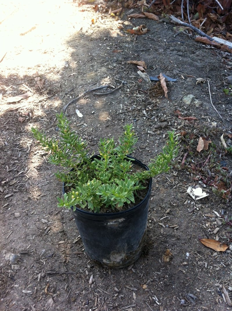 Photo for Myoporum parvifolium 'Putah Creek' (Creeping Myoporum)