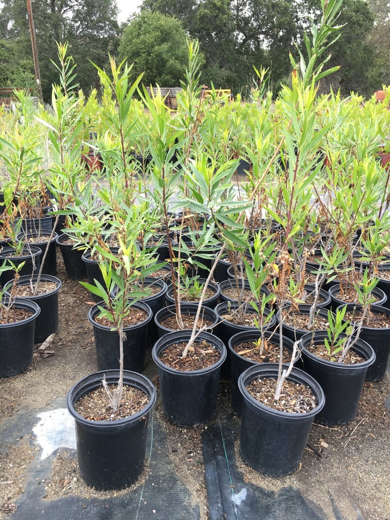 Photo for Baccharis salicifolia (Mulefat)