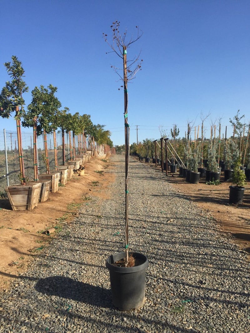 Photo for Lagerstroemia indica 'Dynamite' (Standard) (Dynamite Crape Myrtle)