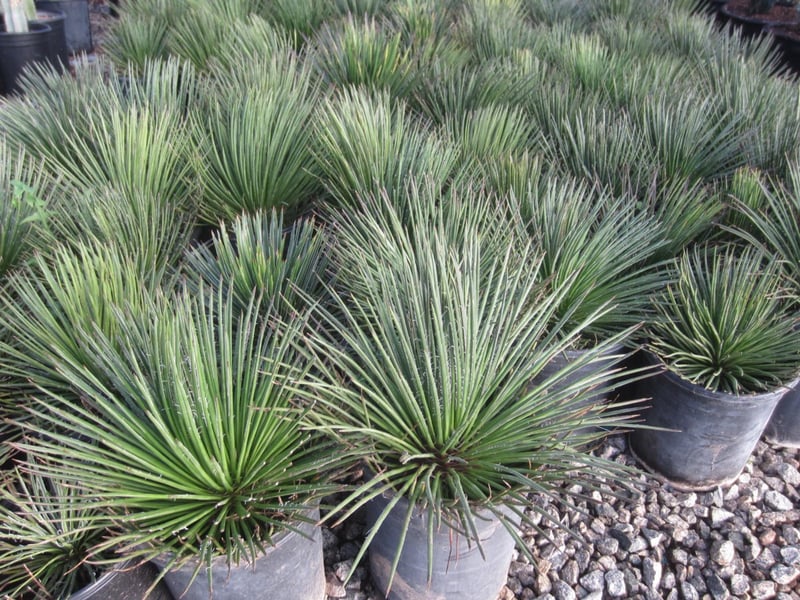Photo for Agave geminiflora (Twin-flowered Agave)