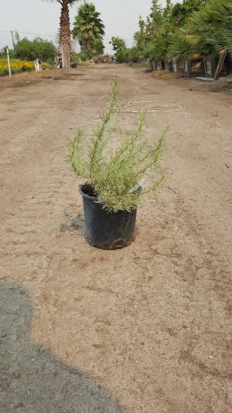 Photo for Artemisia californica (California Sagebrush)