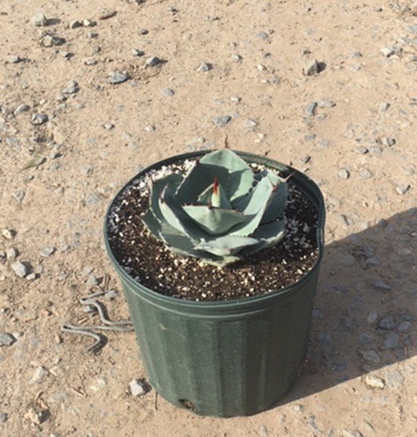Photo for Agave parryi var. truncata (Artichoke Agave)