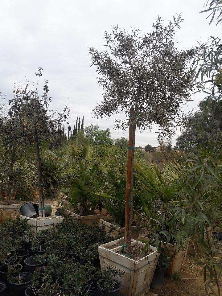 Photo for Rhus lancea (Standard) (African Sumac)