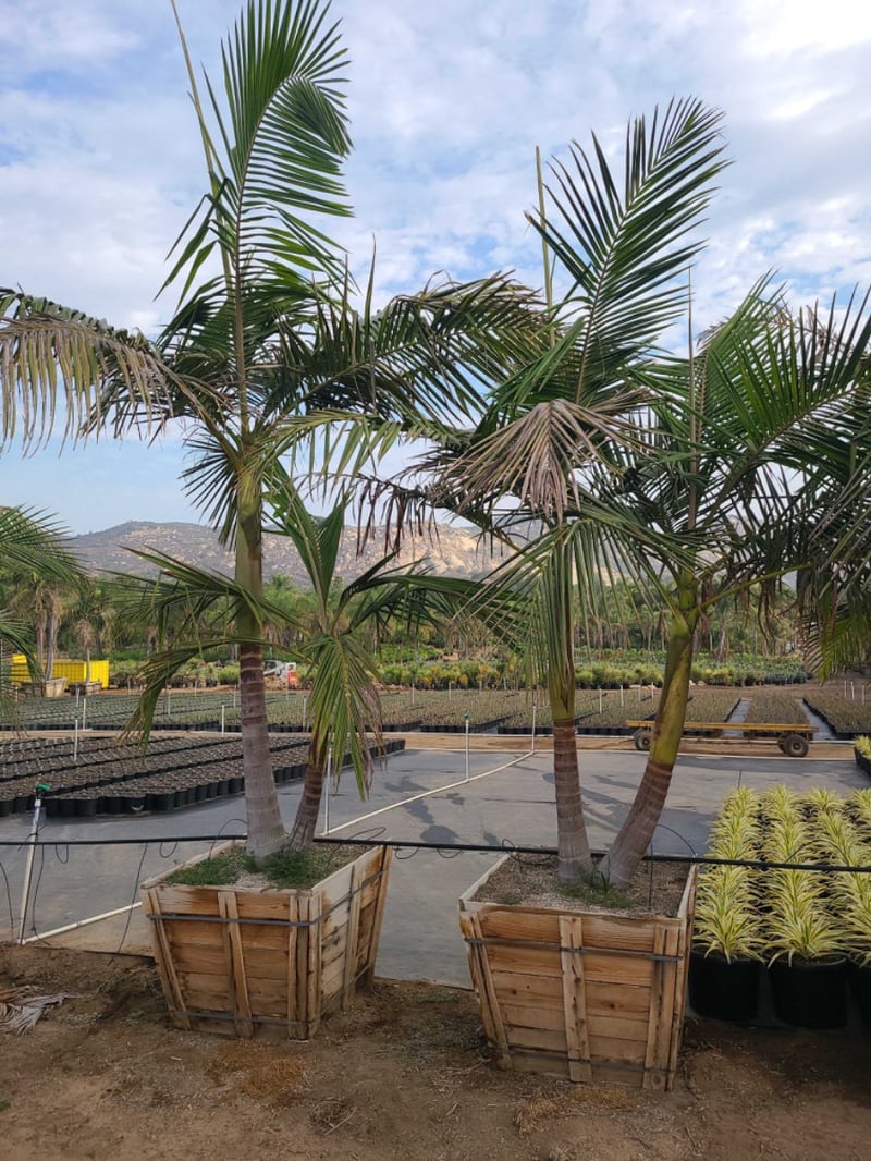 Photo for Archontophoenix alexandrae (Multi) (King Palm)