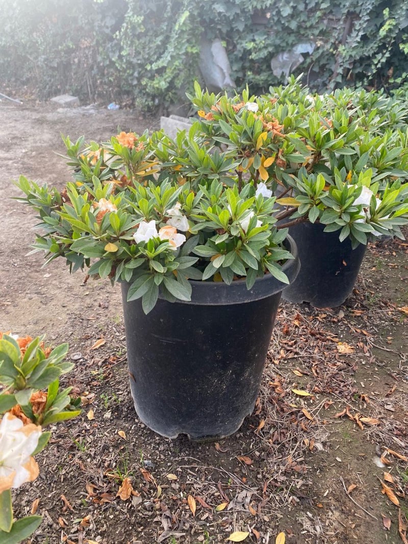 Photo for Azalea 'Alaska' (Alaska Azalea)