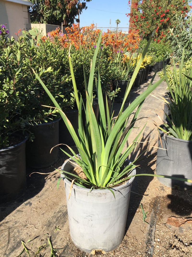 Photo for Dietes grandiflora (Fortnight Iris)