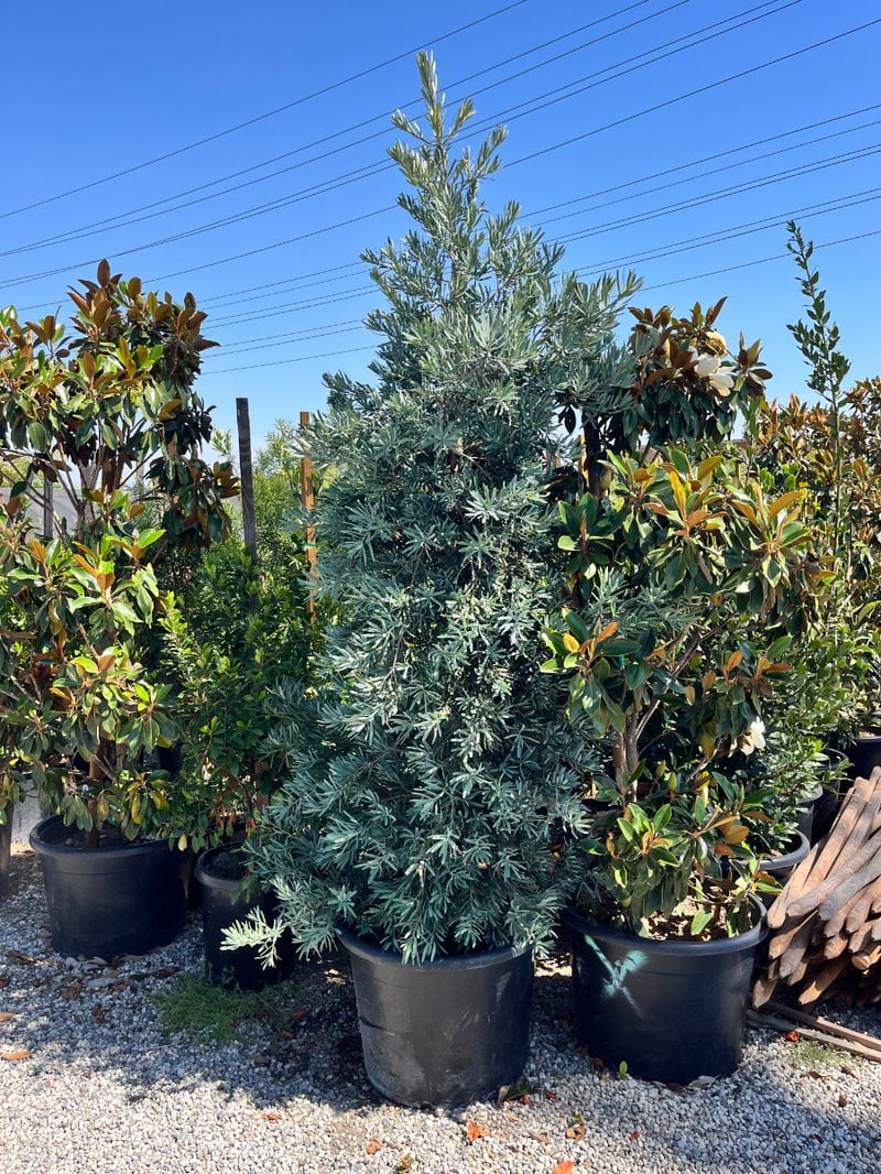 Photo for Podocarpus elongatus 'Monmal' (Icee Blue Monmal Yellow-Wood)