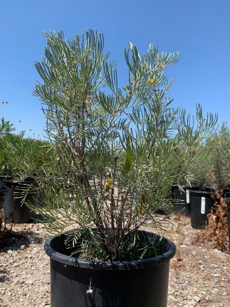 Photo for Senna artemisioides (Cassia artemisiodes) (Feathery Cassia)