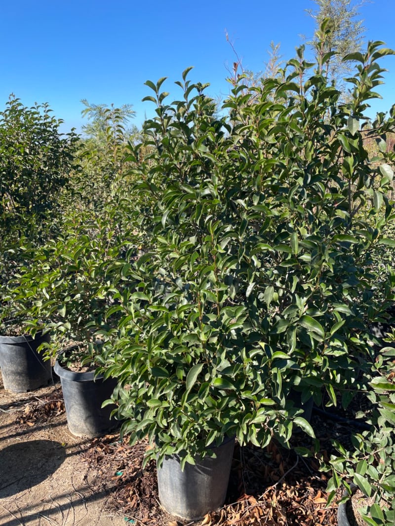 Photo for Ligustrum japonicum (Column) (Waxleaf Privet, Japanese Privet)