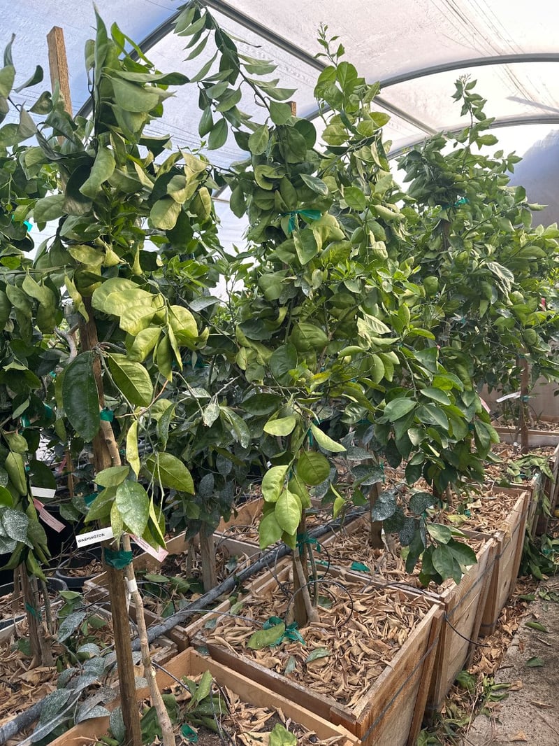 Photo for Citrus sinensis 'Washington' (Washington Navel Orange)