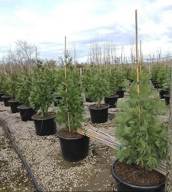 Photo for Calocedrus decurrens (Incense Cedar)