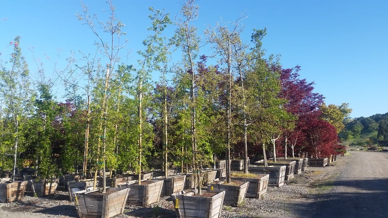 Photo for Quercus lobata (Valley Oak)
