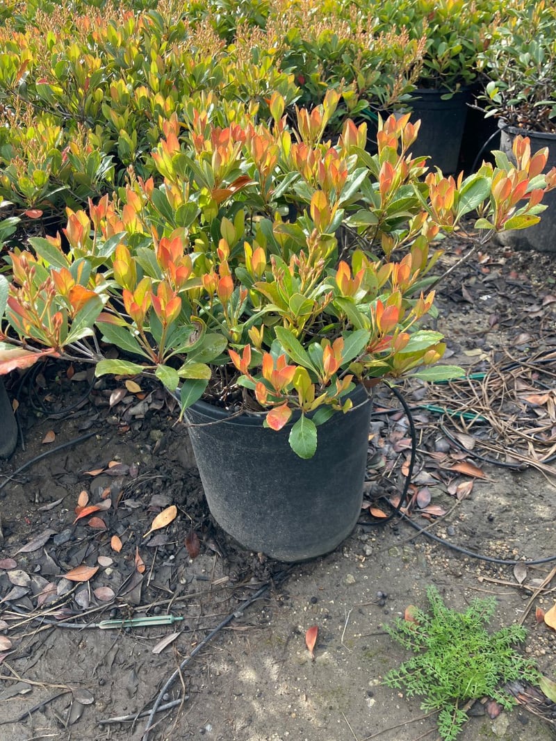 Photo for Raphiolepis indica (Indian Hawthorne)